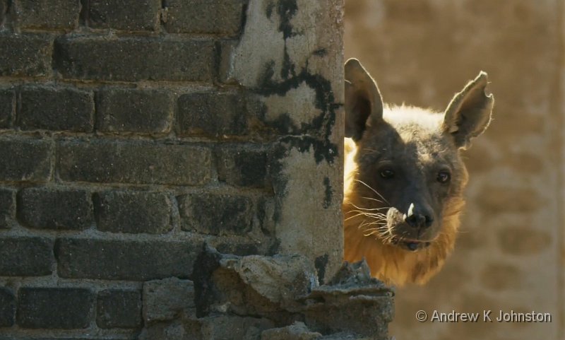 Brown Hyena from Seven Worlds.jpg - From Seven Worlds, One Planet